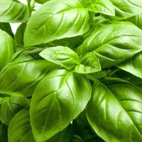 Basil-house-of-seeds