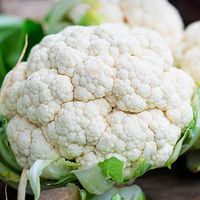 cauliflower-house-of-seeds