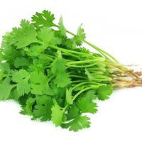 coriander-house-of-seeds